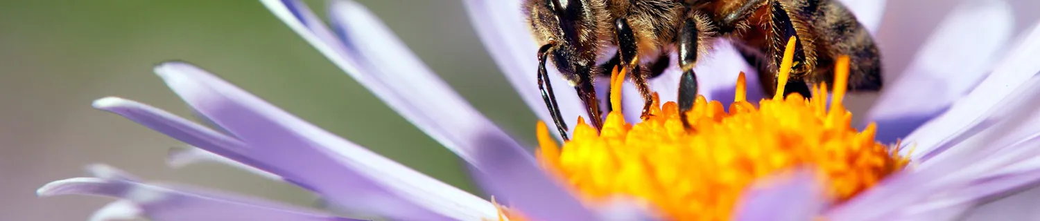 Det skal du fotografere i foråret